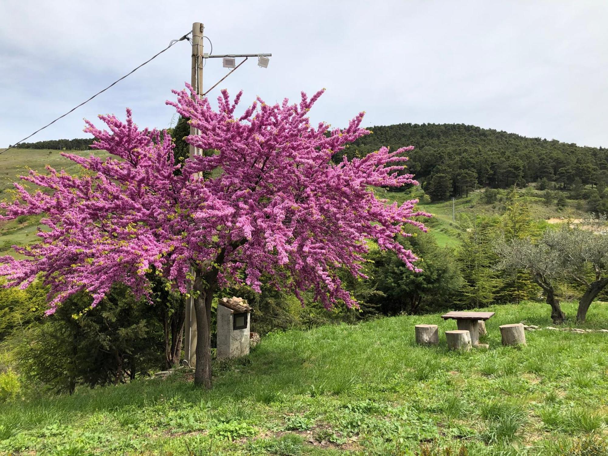 Agriturismo Serra Moneta Санто-Стефано Экстерьер фото